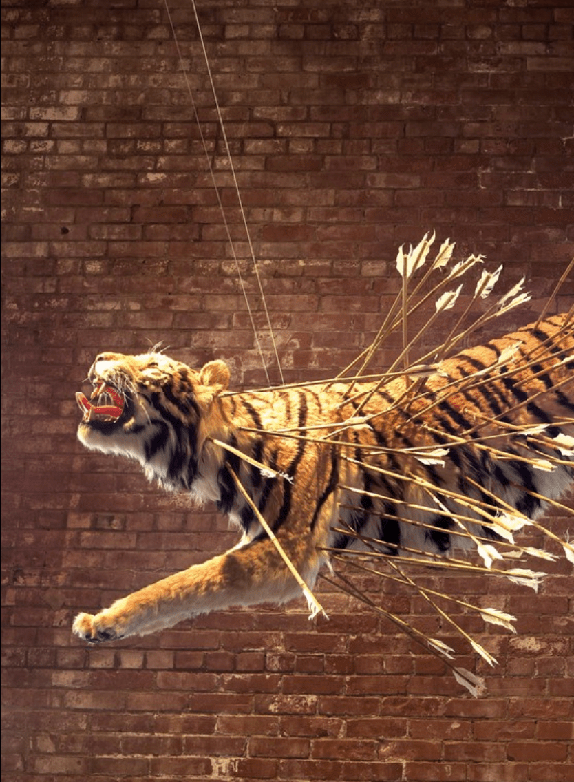 tigre cai guo qiang